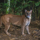 Illustration for article titled How Scientists Use Hidden Camera Traps to Get Incredible Cameos of Animals in the Wild